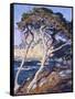 Point Lobos-Guy Rose-Framed Stretched Canvas