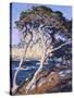 Point Lobos-Guy Rose-Stretched Canvas