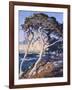 Point Lobos-Guy Rose-Framed Art Print