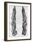 Point of Mammoth Tusk Carved with Reindeer, from Montastruc, Bruniquel, France, 1926-null-Framed Giclee Print