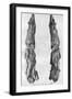 Point of Mammoth Tusk Carved with Reindeer, from Montastruc, Bruniquel, France, 1926-null-Framed Giclee Print