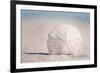 Point Pleasant Beach, New Jersey - Sand Dollar-Lantern Press-Framed Art Print