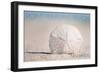 Point Pleasant Beach, New Jersey - Sand Dollar-Lantern Press-Framed Art Print