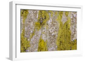 Point Reyes, Calif.-Art Wolfe-Framed Photographic Print