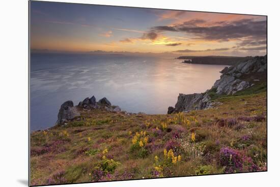 Pointe Du Van, Brittany, France. Blooms on Pointe Du Van Cliffs-ClickAlps-Mounted Photographic Print