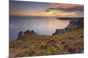 Pointe Du Van, Brittany, France. Blooms on Pointe Du Van Cliffs-ClickAlps-Mounted Photographic Print