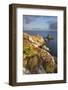 Pointe Du Van, Brittany, France. Heather Flowering Illuminated by First Sun Rays-ClickAlps-Framed Photographic Print