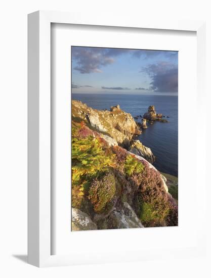 Pointe Du Van, Brittany, France. Heather Flowering Illuminated by First Sun Rays-ClickAlps-Framed Photographic Print