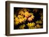 Pointed Colors-Philippe Sainte-Laudy-Framed Photographic Print