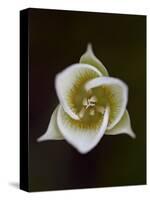 Pointed Mariposa Lily (Pointedtip Mariposa Lily (Calochortus Apiculatus), Glacier National Park, Mo-James Hager-Stretched Canvas