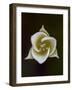 Pointed Mariposa Lily (Pointedtip Mariposa Lily (Calochortus Apiculatus), Glacier National Park, Mo-James Hager-Framed Photographic Print