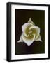 Pointed Mariposa Lily (Pointedtip Mariposa Lily (Calochortus Apiculatus), Glacier National Park, Mo-James Hager-Framed Photographic Print