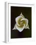 Pointed Mariposa Lily (Pointedtip Mariposa Lily (Calochortus Apiculatus), Glacier National Park, Mo-James Hager-Framed Photographic Print