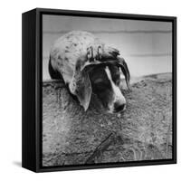 Pointer Belonging to Animal Psychologist and Trainer Keller Breland Entitled "My Aching Head."-Joe Scherschel-Framed Stretched Canvas