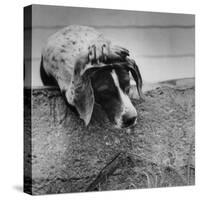 Pointer Belonging to Animal Psychologist and Trainer Keller Breland Entitled "My Aching Head."-Joe Scherschel-Stretched Canvas