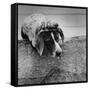 Pointer Belonging to Animal Psychologist and Trainer Keller Breland Entitled "My Aching Head."-Joe Scherschel-Framed Stretched Canvas