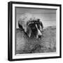 Pointer Belonging to Animal Psychologist and Trainer Keller Breland Entitled "My Aching Head."-Joe Scherschel-Framed Premium Photographic Print