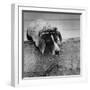 Pointer Belonging to Animal Psychologist and Trainer Keller Breland Entitled "My Aching Head."-Joe Scherschel-Framed Premium Photographic Print