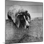 Pointer Belonging to Animal Psychologist and Trainer Keller Breland Entitled "My Aching Head."-Joe Scherschel-Mounted Premium Photographic Print