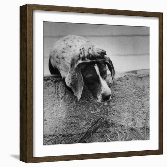 Pointer Belonging to Animal Psychologist and Trainer Keller Breland Entitled "My Aching Head."-Joe Scherschel-Framed Photographic Print