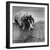 Pointer Belonging to Animal Psychologist and Trainer Keller Breland Entitled "My Aching Head."-Joe Scherschel-Framed Photographic Print