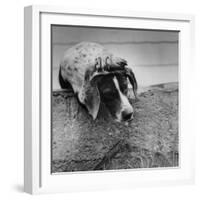 Pointer Belonging to Animal Psychologist and Trainer Keller Breland Entitled "My Aching Head."-Joe Scherschel-Framed Photographic Print