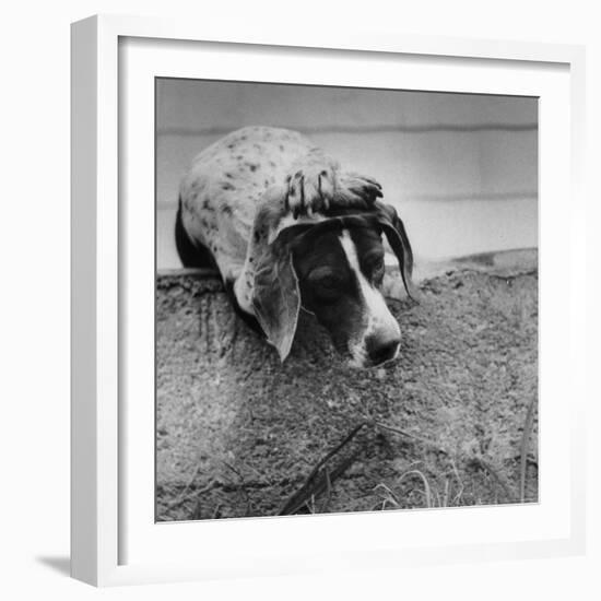 Pointer Belonging to Animal Psychologist and Trainer Keller Breland Entitled "My Aching Head."-Joe Scherschel-Framed Photographic Print