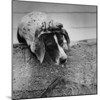 Pointer Belonging to Animal Psychologist and Trainer Keller Breland Entitled "My Aching Head."-Joe Scherschel-Mounted Photographic Print
