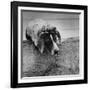 Pointer Belonging to Animal Psychologist and Trainer Keller Breland Entitled "My Aching Head."-Joe Scherschel-Framed Photographic Print