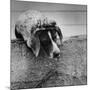 Pointer Belonging to Animal Psychologist and Trainer Keller Breland Entitled "My Aching Head."-Joe Scherschel-Mounted Photographic Print