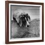 Pointer Belonging to Animal Psychologist and Trainer Keller Breland Entitled "My Aching Head."-Joe Scherschel-Framed Photographic Print