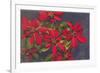 Pointsettias-null-Framed Premium Giclee Print