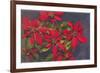 Pointsettias-null-Framed Premium Giclee Print