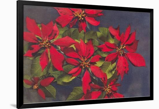 Pointsettias-null-Framed Art Print