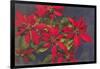 Pointsettias-null-Framed Art Print