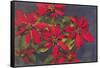 Pointsettias-null-Framed Stretched Canvas