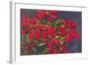 Pointsettias-null-Framed Art Print