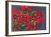 Pointsettias-null-Framed Art Print