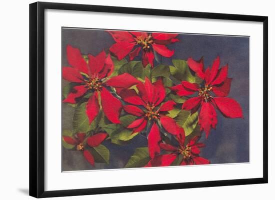 Pointsettias-null-Framed Art Print