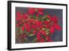 Pointsettias-null-Framed Art Print