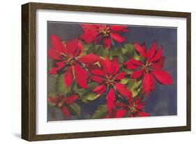 Pointsettias-null-Framed Art Print