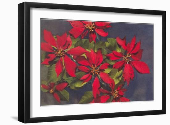 Pointsettias-null-Framed Art Print