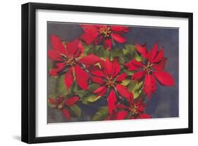 Pointsettias-null-Framed Art Print