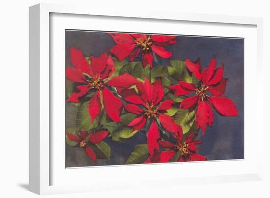 Pointsettias-null-Framed Art Print