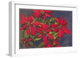 Pointsettias-null-Framed Art Print