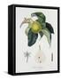 Poire D'Ange, Engraved by Bocourt, Published 1755-Pierre-Antoine Poiteau-Framed Stretched Canvas