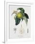 Poire D'Ange, Engraved by Bocourt, Published 1755-Pierre-Antoine Poiteau-Framed Giclee Print