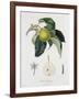 Poire D'Ange, Engraved by Bocourt, Published 1755-Pierre-Antoine Poiteau-Framed Giclee Print