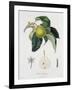 Poire D'Ange, Engraved by Bocourt, Published 1755-Pierre-Antoine Poiteau-Framed Giclee Print