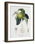 Poire D'Ange, Engraved by Bocourt, Published 1755-Pierre-Antoine Poiteau-Framed Giclee Print